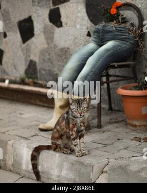 The cat in front of the scarecrow Stock Photo