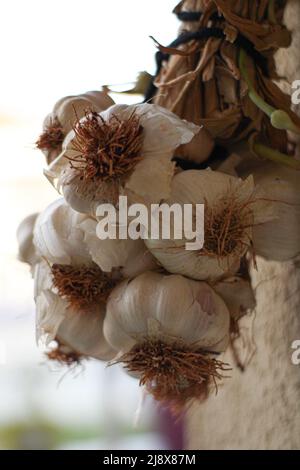 A bunch of garlic hanging on the wall Stock Photo