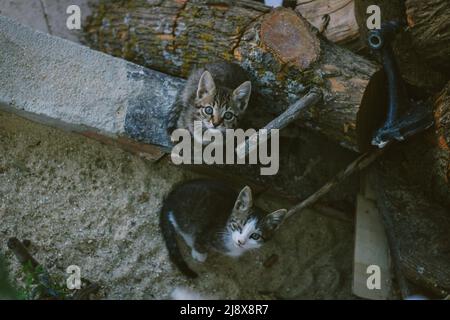 Two abandoned kittens Stock Photo