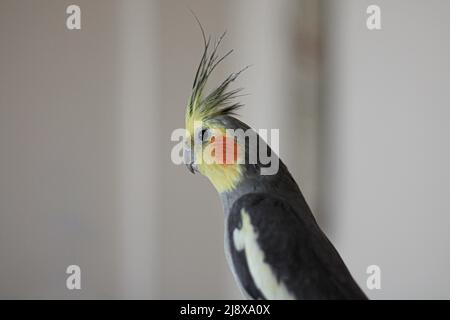 An adult gray cockatiel Stock Photo