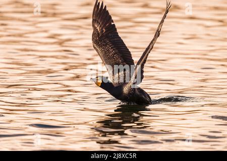 A Double-crested Cormorant rising up out of the water with extended wings is ready for flight. Stock Photo