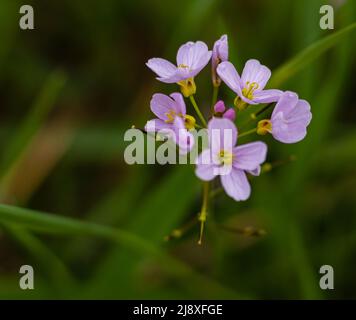 Hairy bittercress Cardamine hirsuta plant. Common weed and bitter edible herb in the mustard family Brassicaceae. Blurred background, selective focus, Stock Photo