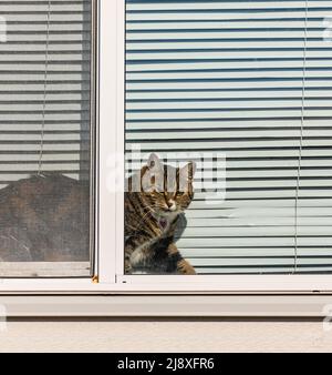 Brown tabby cat looks outside from the window. Street photo, selective focus Stock Photo
