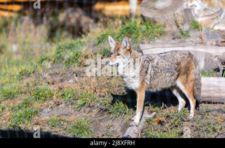 Young coyote portrait on sunny day in natural background. Travel photo, no people, selective focus Stock Photo