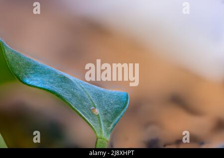 Focus on a single pest scale insect on an indoor houseplant leaf. Stock Photo