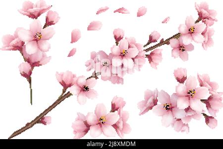 Realistic set of beautiful sakura branches flowers and petals isolated on white background vector illustration Stock Vector