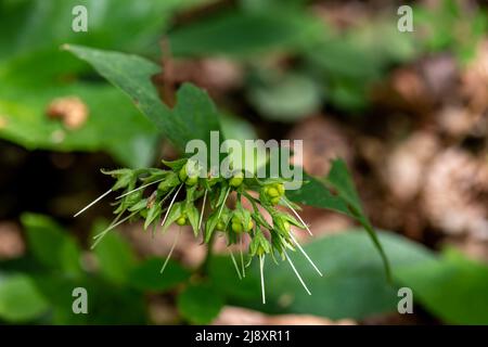 Symphytum tuberosum flower growing in meadow Stock Photo