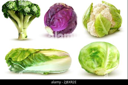 Realistic set with fresh white cabbage broccoli chinese leaves cauliflower isolated vector illustration Stock Vector