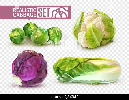 Realistic set with brussels sprouts chinese cabbage cauliflower isolated on transparent background vector illustration Stock Vector