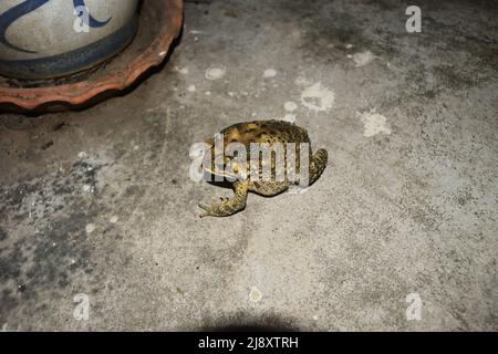 Asian common toad on concrete floor at night, Brown rough skin of amphibians in Thailand Stock Photo