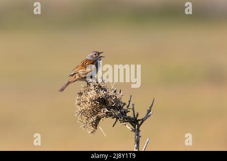 Dunnock [ Prunella modularis ] singing from dead gorse branch with clean out of focus background Stock Photo