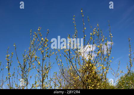 Willow branches against the blue sky. Easter vegetable background. Minimalist concept Stock Photo