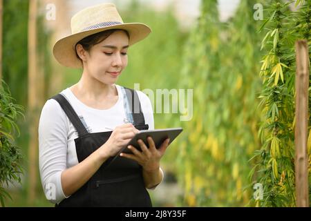 Female smart farmer checking cannabis plants in greenhouse. Alternative herbal medicine, health, hemp industry concept Stock Photo