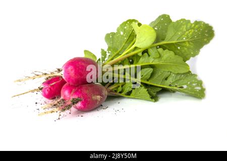 Red radish isolated on white. Stock Photo