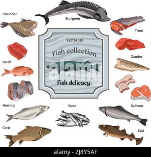 Hand drawn colored seafood collection with whole and parts fishes of different kinds isolated vector illustration Stock Vector