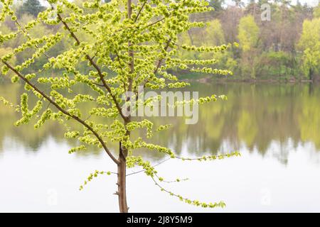 Maple tree blossom in the spring time and in the background a pond. Stock Photo