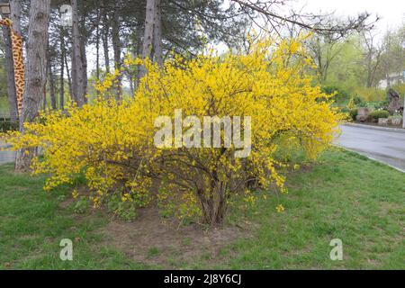 Forsythia suspensa plant full of yellow flowers in spring in a park. Stock Photo