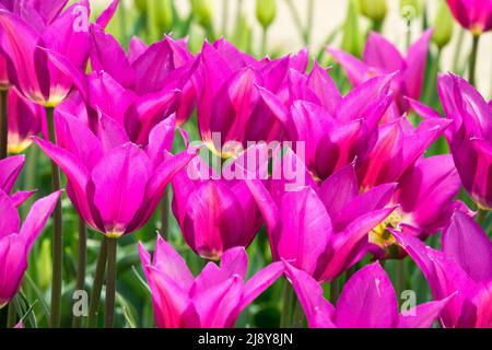 Tulipa 'Purple Dream', Lily Group, Tulips Purple Violet, Beautiful tulips Stock Photo