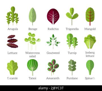 Salad ingredients. Leafy vegetables vector flat icons set. Organic and vegetarian, borage and radichio, trigonella and mangold illustration Stock Vector