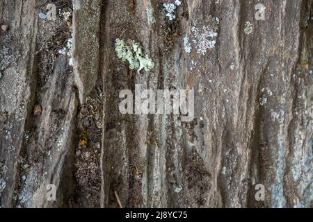Background texture of a gray brown stone on the rock of the Altai mountains colored in green and white perennial natural moss on a stone from a rock Stock Photo