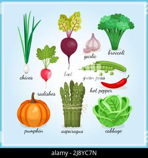 Sketch icons set of salads leafy vegetables Vector Image