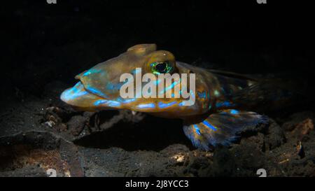 A common dragonet (Callionymus lyra) on the silty seabed of Loch Long, Scotland. Stock Photo