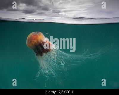 A large Lion's Mane Jellyfish (Cyanea Capillata) with flowing tentacles under the cloudy sky of the Isle of Coll, Scotland Stock Photo