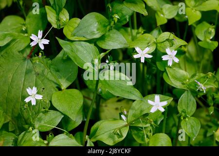 Candy Flower, Claytonia sibirica, Siberian miner's lettuce growing in Tualatin Hills Nature Park, Beaverton, Oregon. Stock Photo