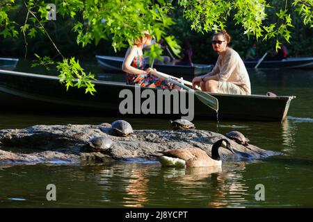 People in a rowboat row past pond sliders incl. red eared sliders (Trachemys scripta) sunning on a rock in The Lake in Central Park, New York. Stock Photo