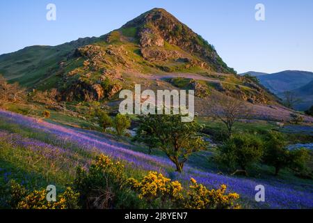 Bluebells & Gorse in bloom at Rannerdale Knotts in the English Lake District, UK, just before sunset. Stock Photo