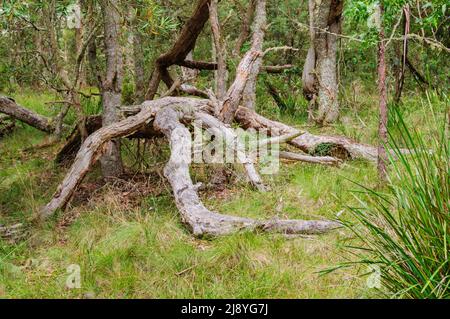 Dry tree branches - Dorrigo, NSW, Australia Stock Photo