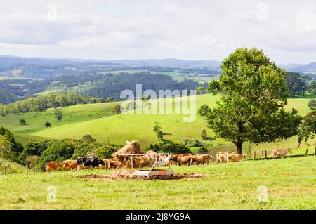 Cattle grazing along the Waterfall Way in NSW, Australia Stock Photo ...