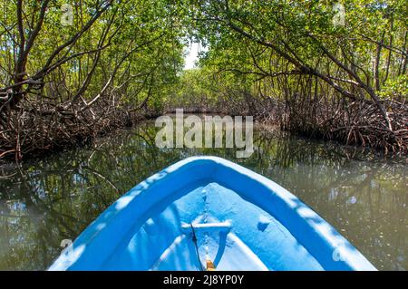 Boat trip in the rainforest, Mangroves. Ecotourism. Los Haitises National Park, Sabana de La Mar, Dominican Republic.  Los Haitises National Park is a Stock Photo