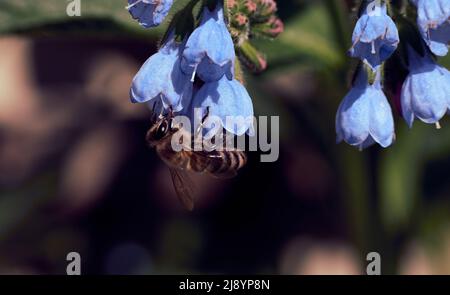 Closeup photo a bee perched on comfrey flowers with a blurry background Stock Photo