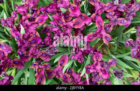 Background background purple flowers cockerel irises. View from above. Green leaves Stock Photo