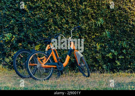 2 orange bikes in front of a wall covered with green leaves in Turkey
