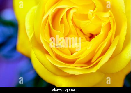 Yellow rose head against a blue background showing detail of the petals. There is an insect on one of the petals. Stock Photo