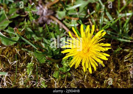 Head of a yellow dandelion growing in a lawn. The dandelion flower is common in Europe and North America. Members of the taraxacum genus. Stock Photo