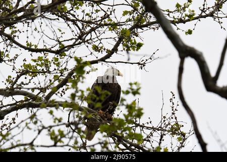 Adult female Bald Eagle perched in tree with green leaves Stock Photo