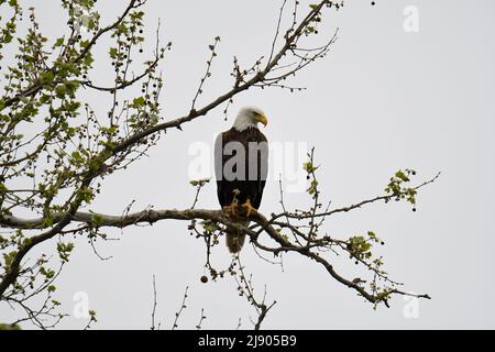 Adult female Bald Eagle perched in tree with green leaves Stock Photo