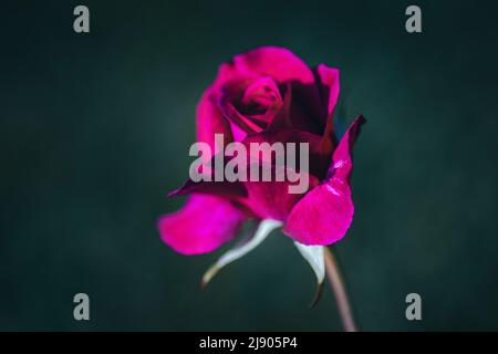 Crimson pink english rose on dark green background, copy space Stock Photo