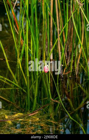 eggs of golden apple snail close-up selective focus Stock Photo