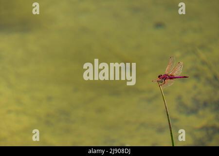 Ruddy Darter Dragonfly perched on stalk. Selective Focus. Close-up Stock Photo