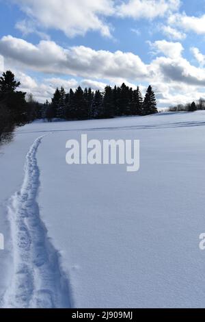 Snowshoe tracks in the snow, Sainte-Apolline, Québec, Canada Stock Photo