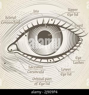 Vector human eye etching with captions. Cornea, iris and pupil. Name parts of the eye for books, encyclopedias Stock Vector