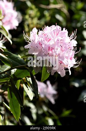The lush Spring Bloom of Rhododendron davidsonianum. Stock Photo