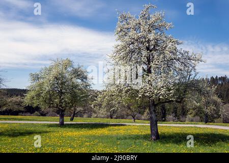Blossoming pear trees in an idyllic meadow orchard with flowers Stock Photo