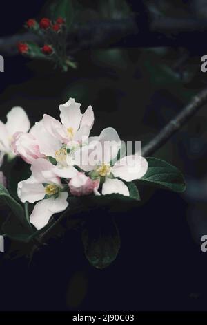 crab apple blossom blooming in springtime Stock Photo