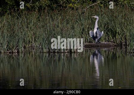 Grey Heron (Ardea cinerea) sunbathing Baconsthorpe Norfolk GB UK May 2022 Stock Photo