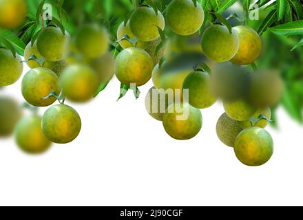 Bunch of oranges or sweet lime fruits hanging on a tree isolated on white background. Stock Photo
